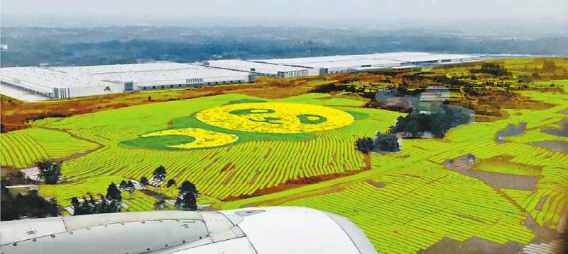 双流空港花田十月份有什么活动,双流空港花田赏花