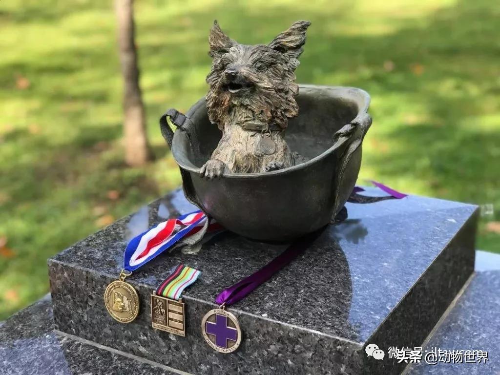 世界各国国宝级动物,世界各地的名贵动物