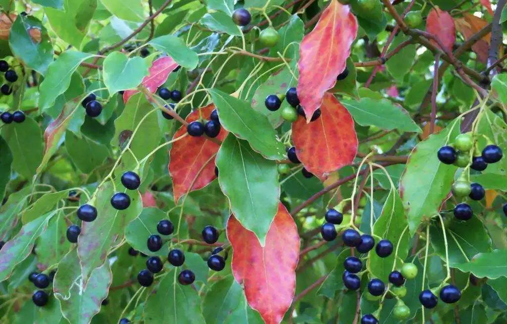 樟脑可以防虫蛀吗,医用樟脑是否可以防虫用
