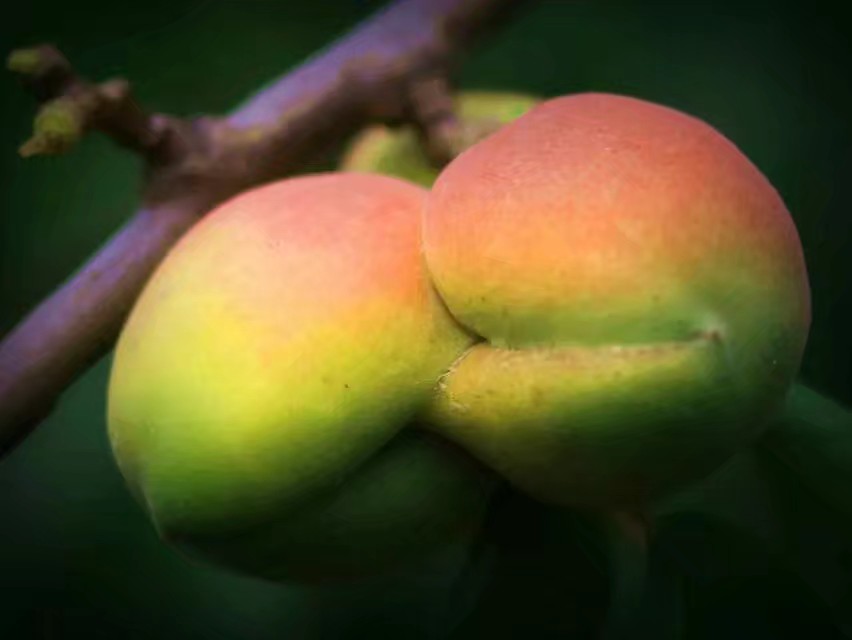 “杏运”来袭：这个县城一件事儿坚持了28年