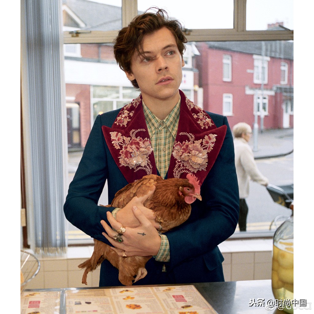 倪妮同款小猫咪,倪妮李宇春奇妙的动物