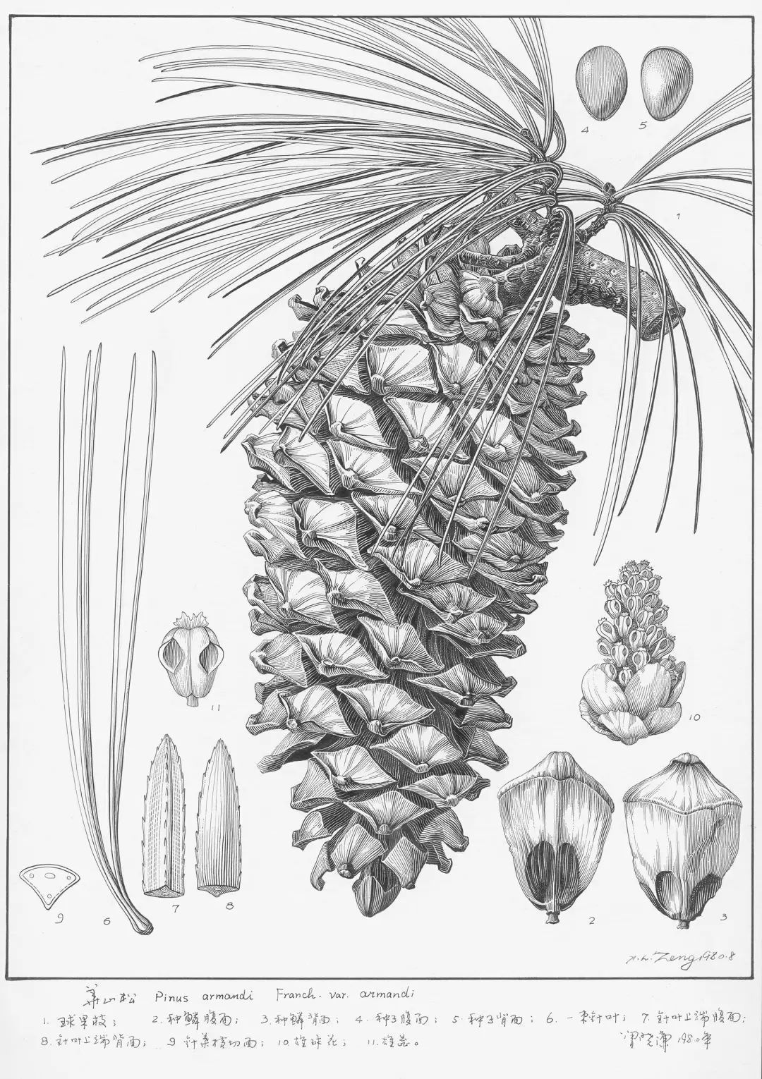 濒危稀有植物绘画,八大濒危珍稀植物