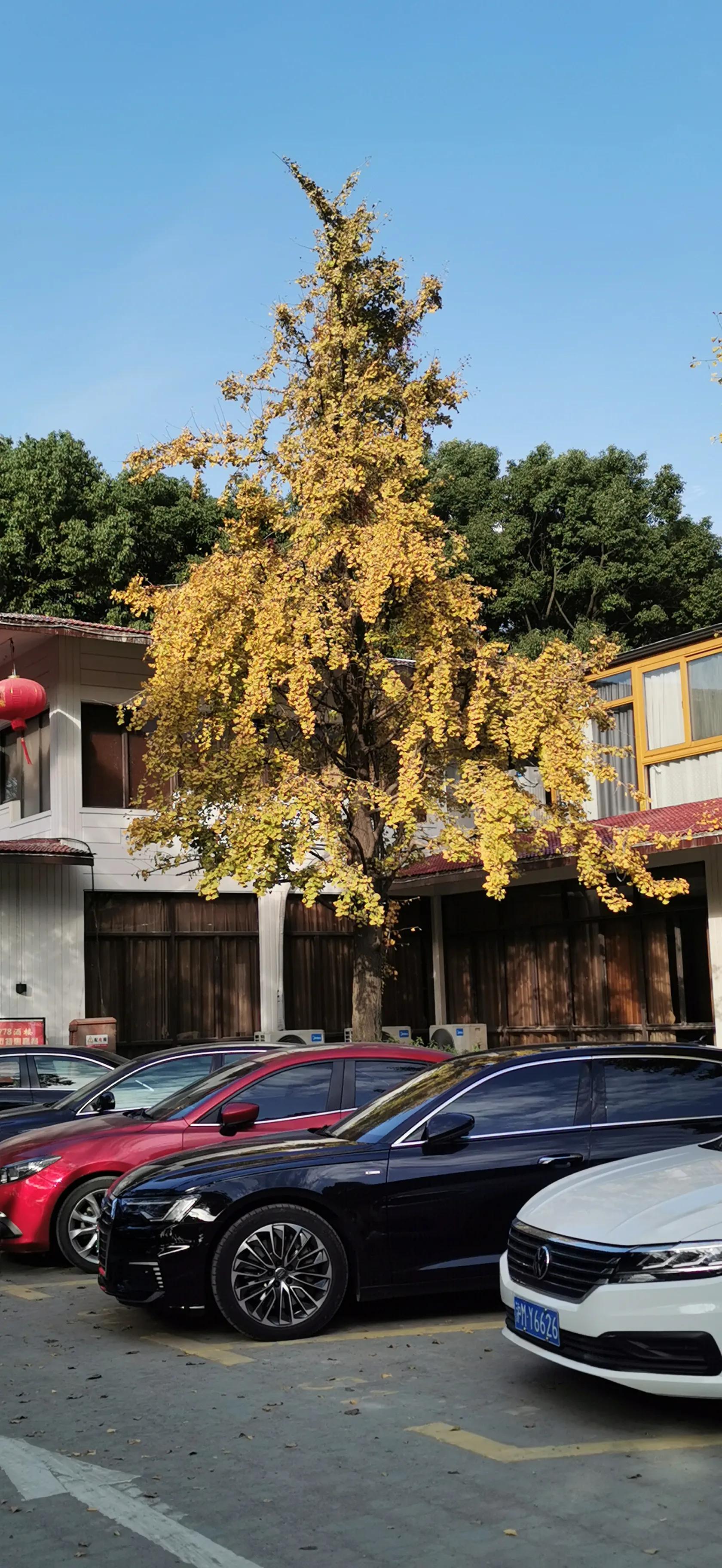 上海共青森林秋景,上海共青森林公园夜景