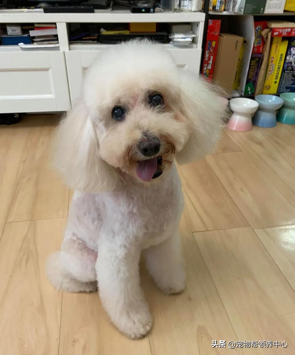 狗狗牙被撞掉吃什么药,狗狗牙被撞松怎么办