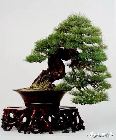 黑松嫁接的千寿松盆景的养殖方法,一棵黑松小苗怎样培养成苍老盆景