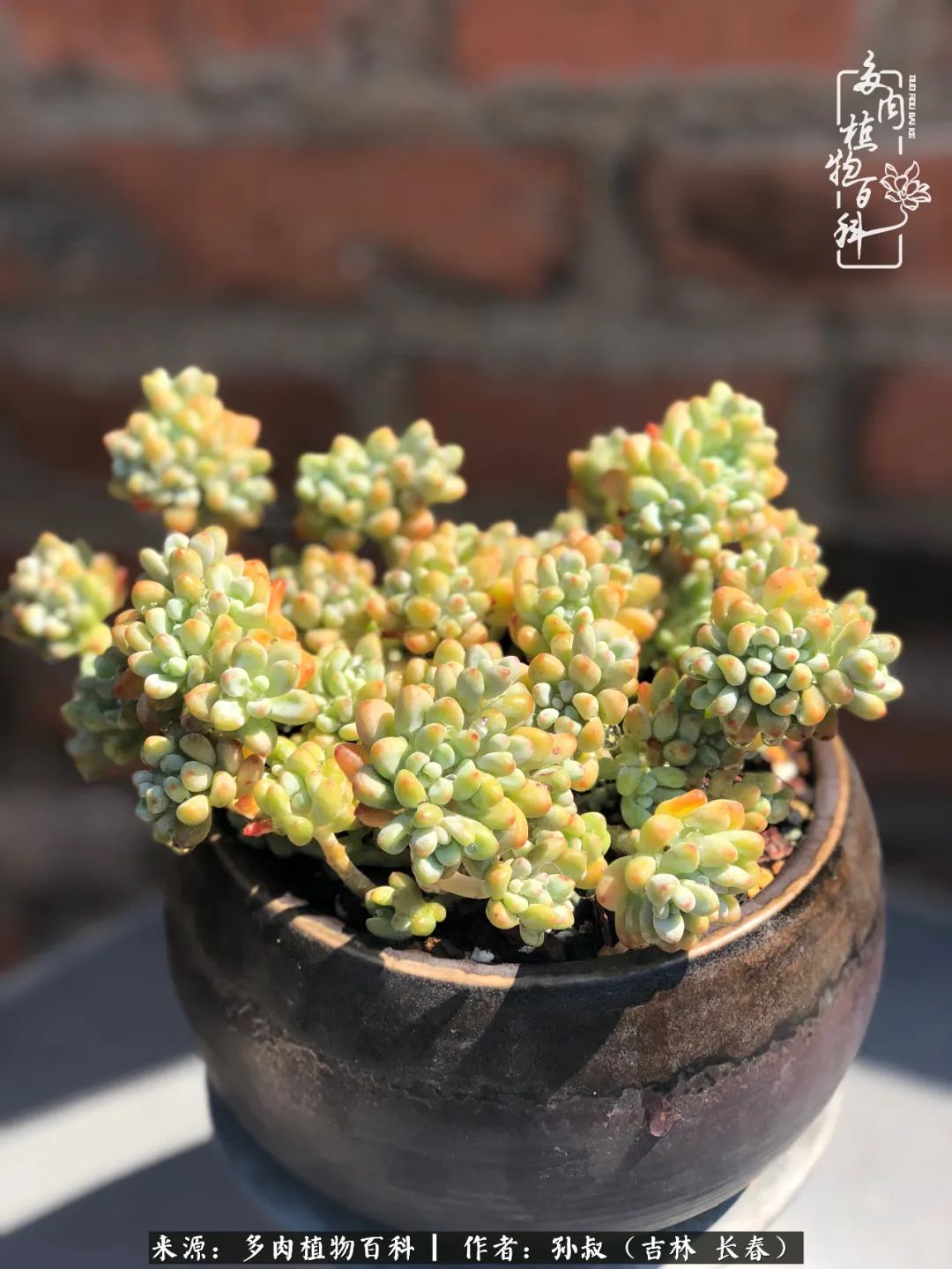 与多肉一起成长,与多肉相伴