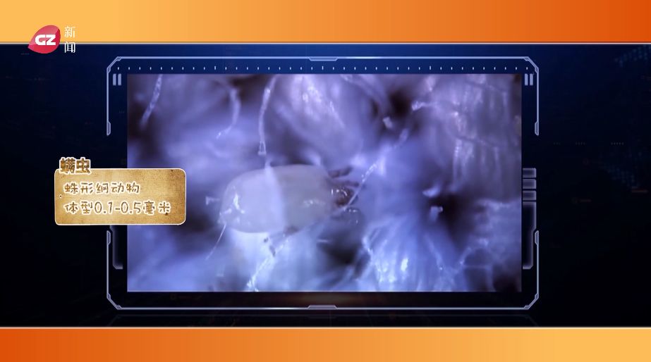 家庭防螨最好的方法,春季螨虫为患除螨刻不容缓