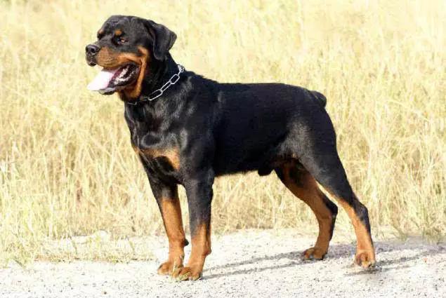 45种狗狗很难得一见你认识几种,45种最难得一见的狗