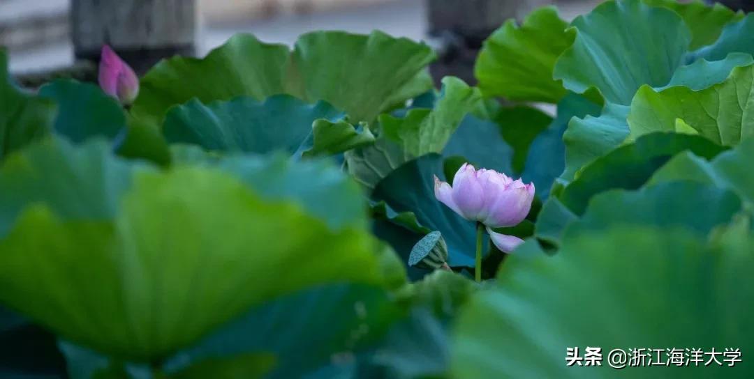 选择海大，成为“后浪”，我们在浙等你！