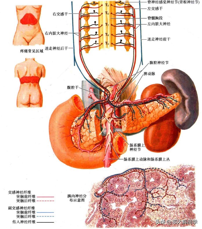 呼吸系统消化系统神经系统的组成,消化器官的神经支配图片