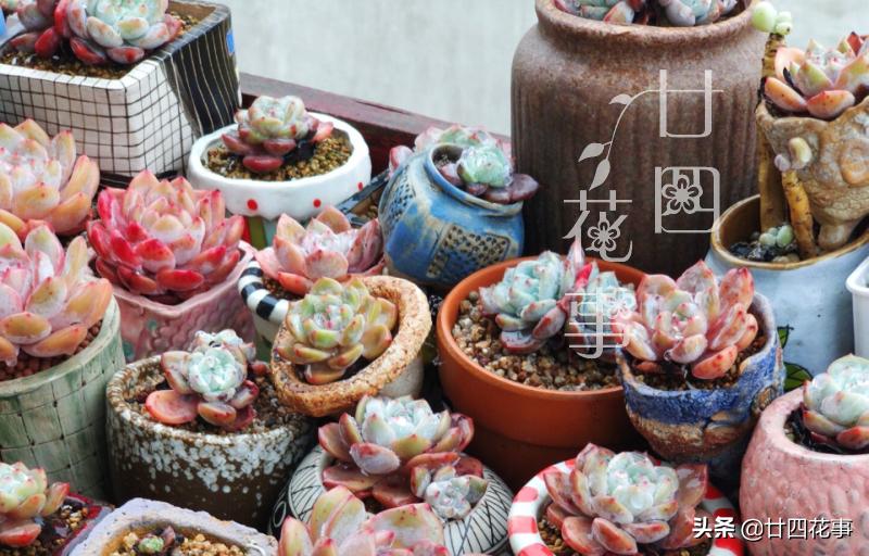 给多肉选花盆，除了看颜值外，还有3个关键指标，直接关系钱包