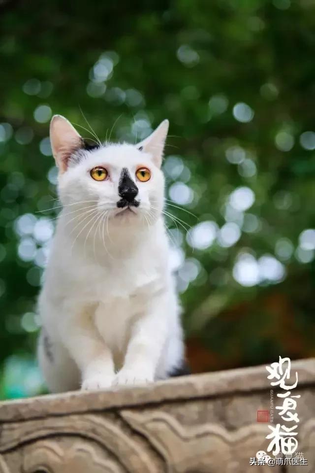 “你根本不爱猫，你就是馋它的身子！”