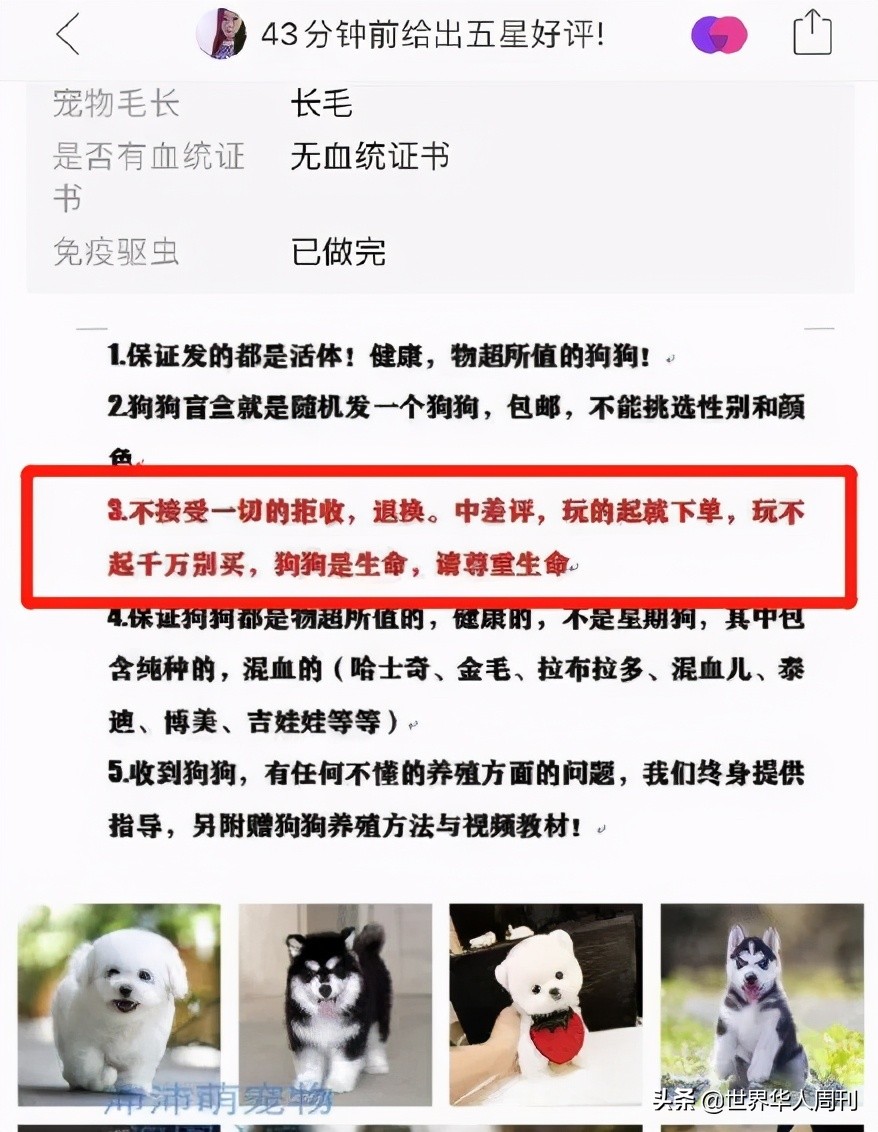 宠物生命当“惊喜”：鲜血淋漓的活体盲盒，成了当代年轻人的新宠