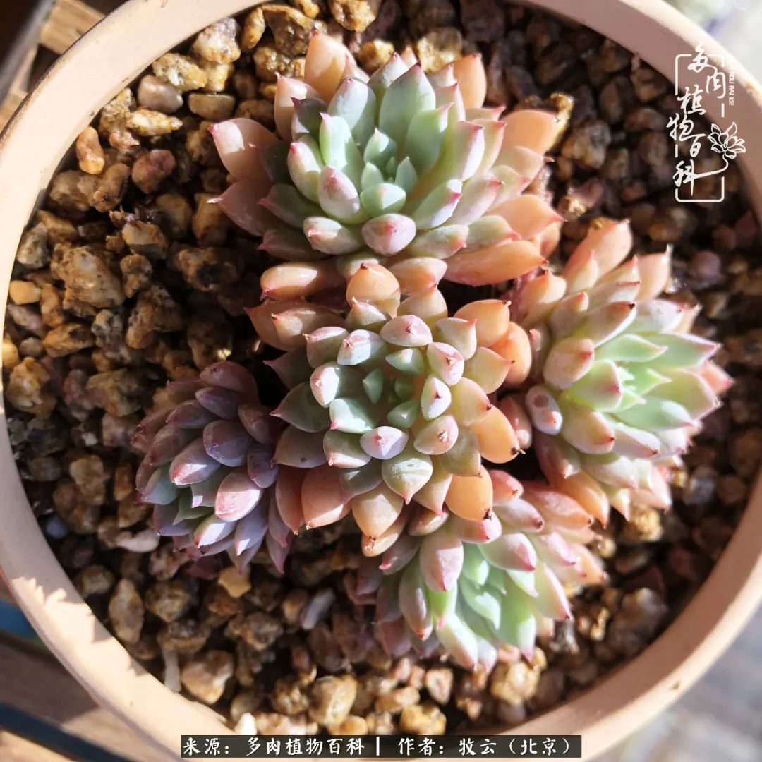 多肉植物生活,多肉生活充满诗意