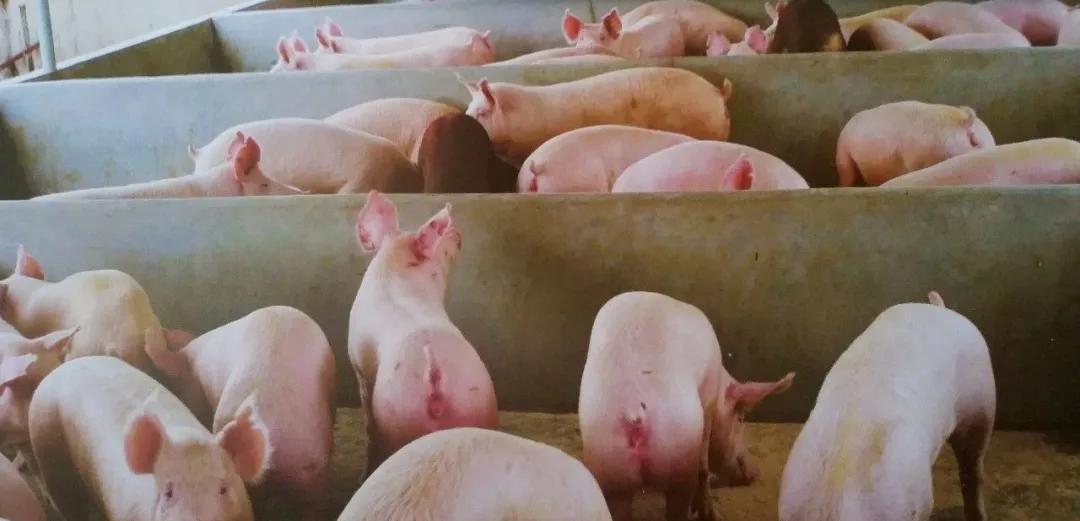 海戟植物多糖成功案例，低载量非瘟感染率低于10%