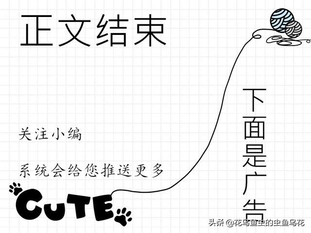 狮子头金鱼病图片,狮子头金鱼疾病有哪些