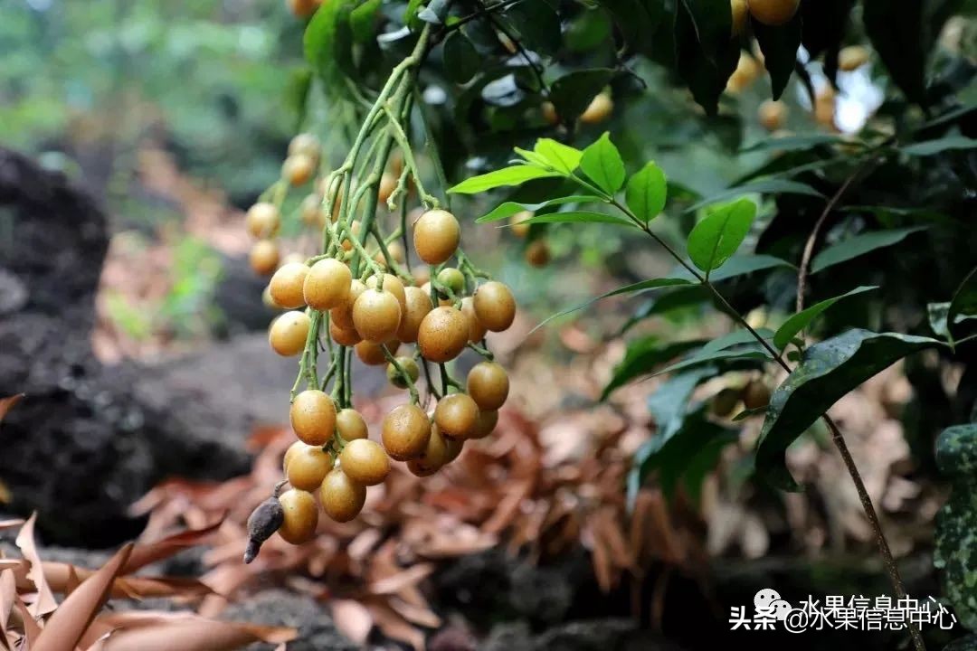 海南水果都有哪些品种图片及名称,海南水果上市时间表赶快收藏吧