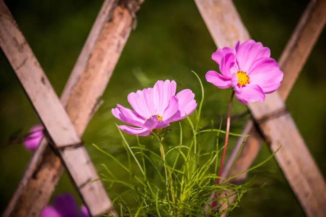 教师节感念师恩征文,教师节感激师恩的简短句子