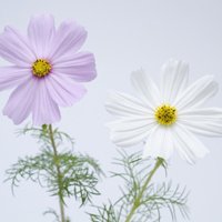 翡翠鉴别一般怎么鉴定,怎样辨别真假翡翠最有效的方法