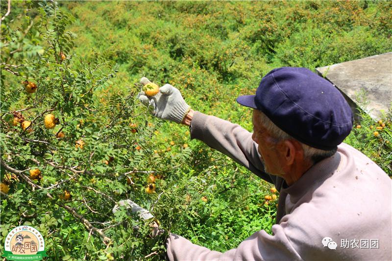 助农团团最新视频,助农团团所有视频