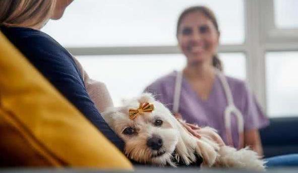 狗隐睾肿大变硬一定是癌症吗,隐睾恶性几率