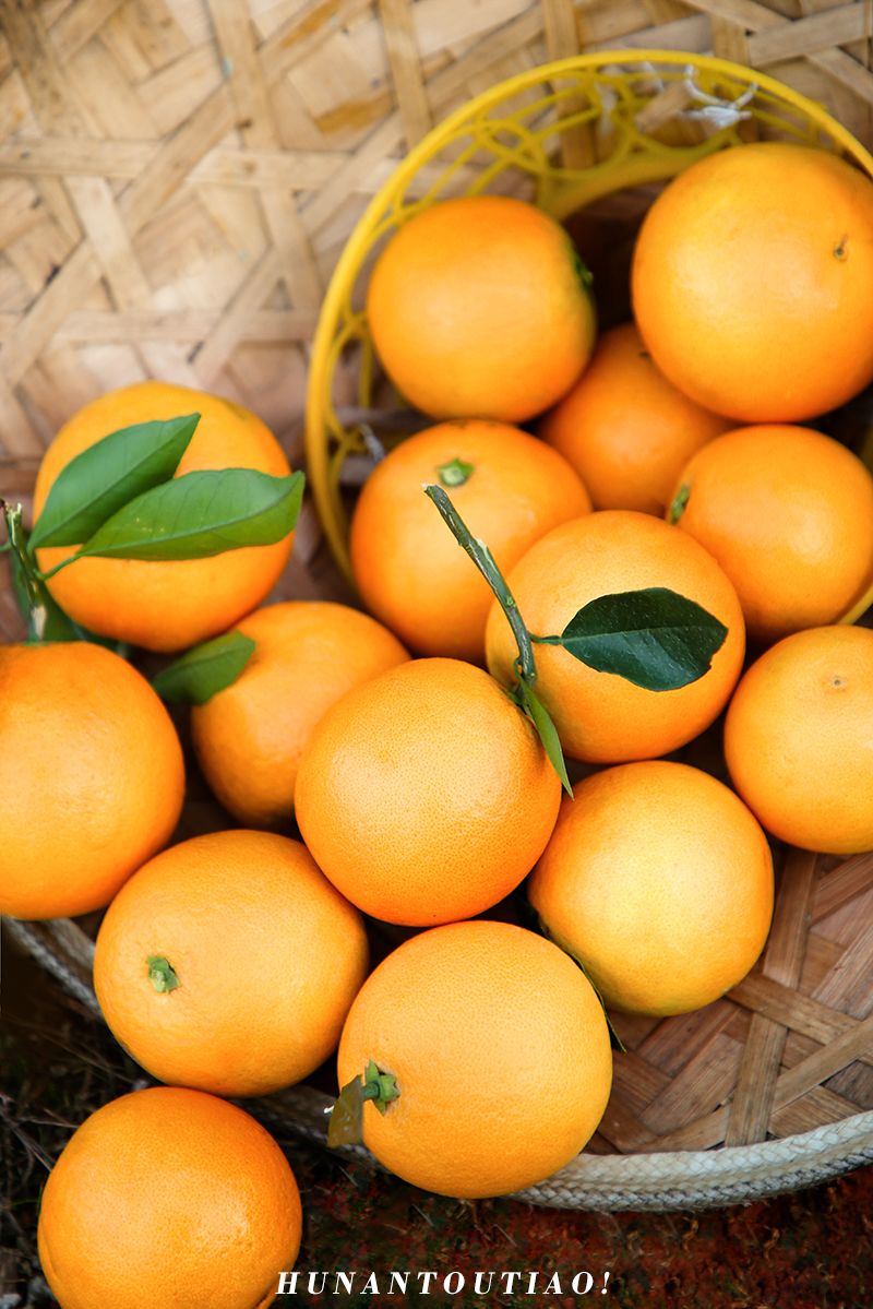 超爽福利暴击！高山神秘“金疙瘩”,甜蜜你的冬天