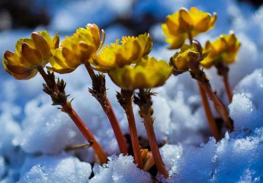 冰凌花带花苞盆栽,冰凌花盆栽种植方法