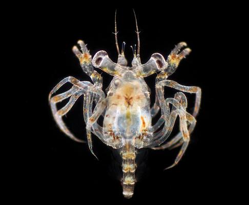 关于螃蟹的科普知识点,螃蟹的种类知识