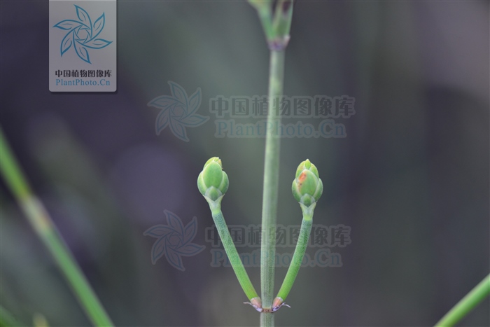 藁本神农本草经,神农本草经葛根原文