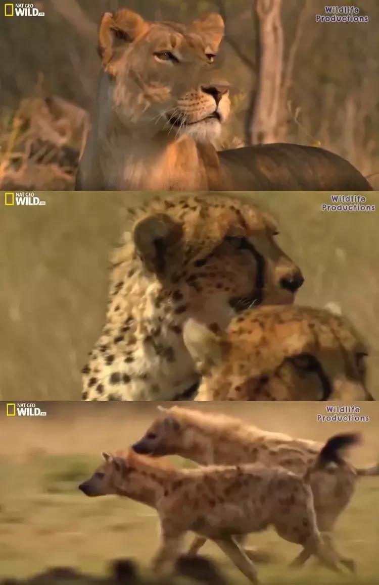 跟狮子抢肉，怼非洲鬣狗，看硬核“平头姐”成长史！