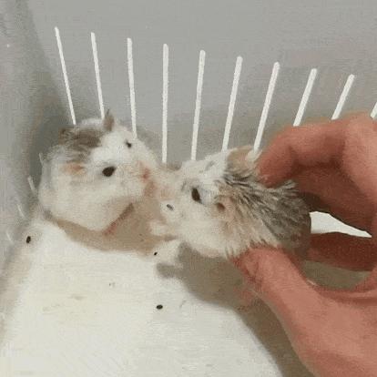 仓鼠打架一碰就四脚朝天挣扎,为什么两只仓鼠在一起会打架