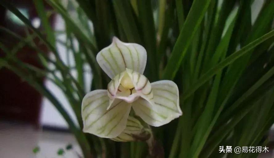 兰花春兰四大名品,兰花十大名品是哪些