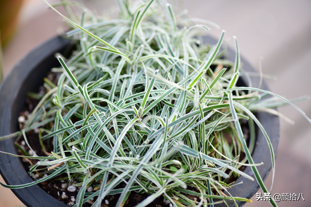 零下9度来袭，花园里的绿色是那么动人|园丁