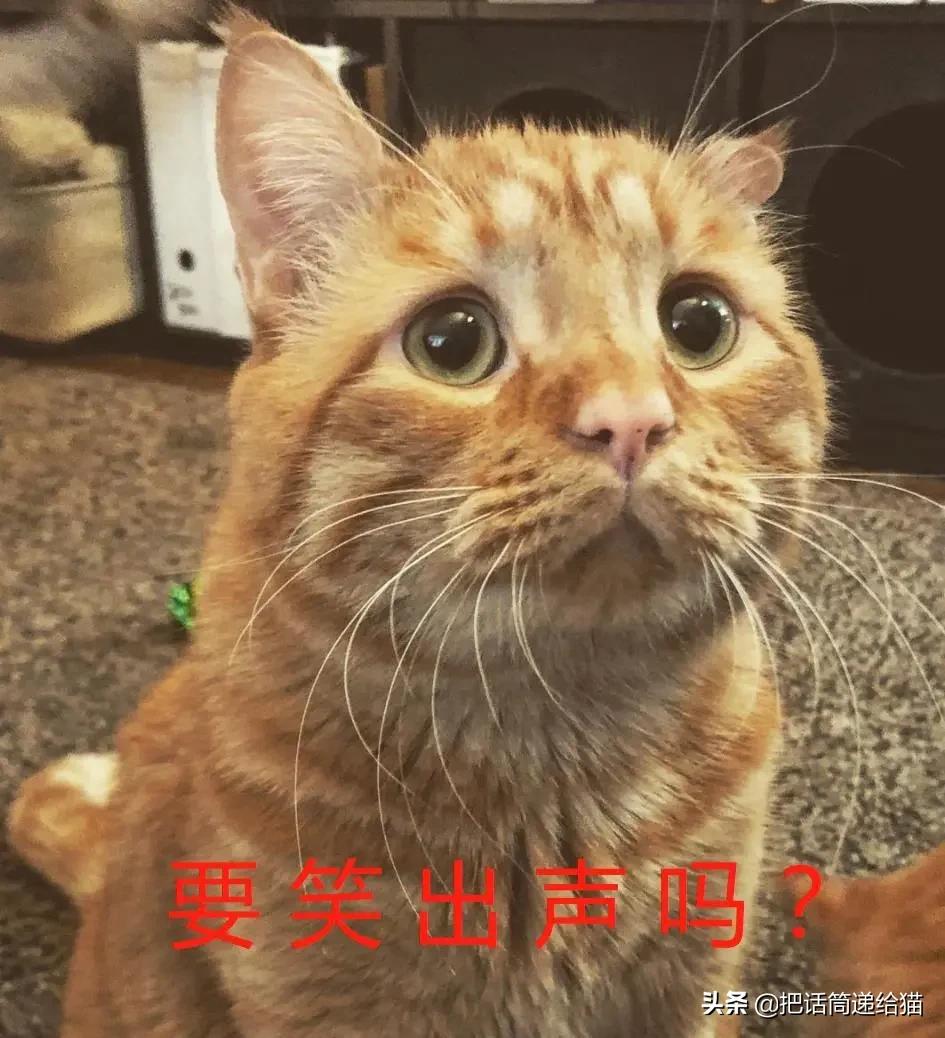 被弃养的猫还要打疫苗吗,弃养了一只猫