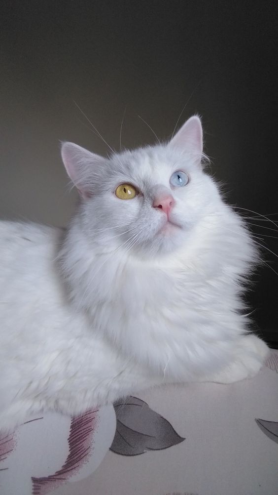 中华田园狮子猫多少钱一只,中华田园猫狮子猫蓝色眼睛