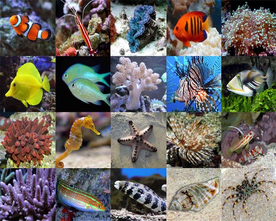 咸淡水适合什么鱼缸,淡水鱼缸和珊瑚