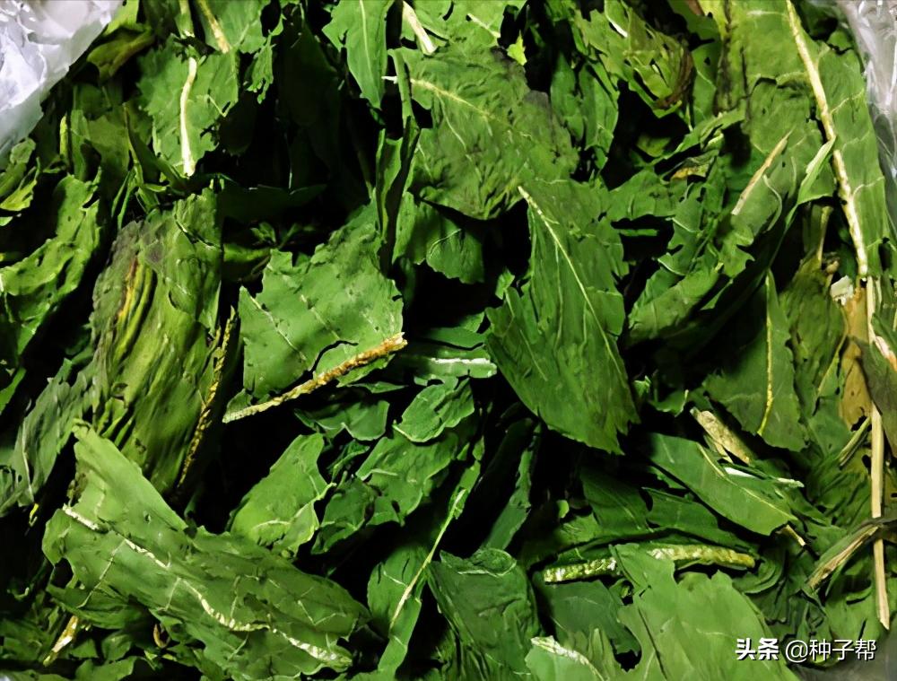 种菊苣牧草，养殖一头猪能赚多少？猪价连续下跌34%，该如何应对