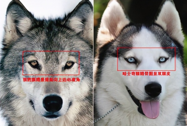 狗为什么对着没人的地方惨叫,狗会对什么朝着角落吠晚上