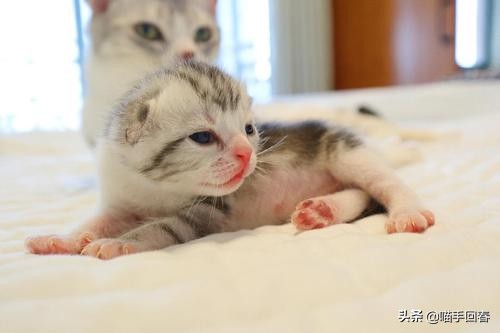 母猫难产在家怎么处理,母猫难产怎么解决