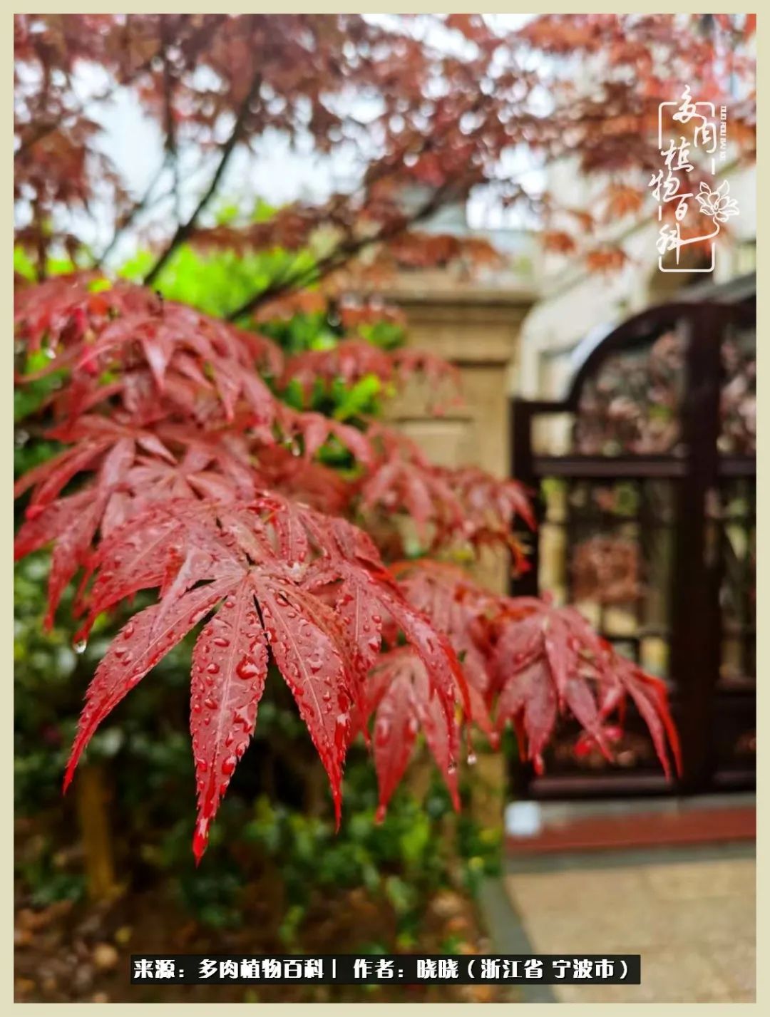 对多肉的热爱深入骨髓,当激情退却希望你依然保持热爱