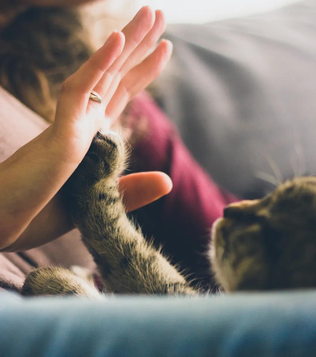 猫咪有点便血怎么回事,猫咪便血是什么原因导致的呢