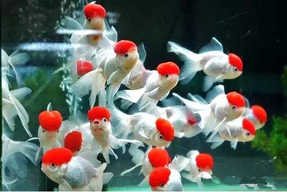 这些五彩斑斓的金鱼养眼又养心,最美的观赏金鱼值得一看