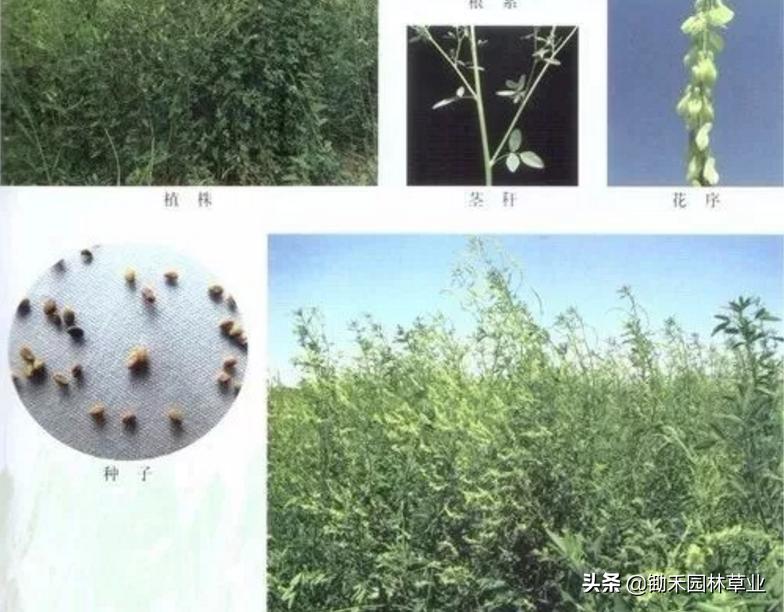 适合盐碱地的植物有哪些,绿化草耐旱品种