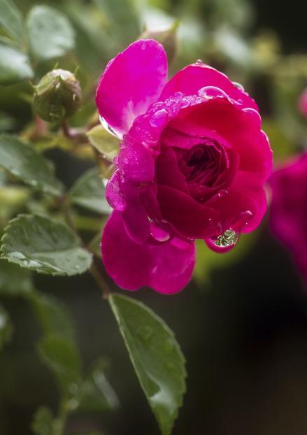 写蔷薇花的古诗词,关于蔷薇花的诗句古诗