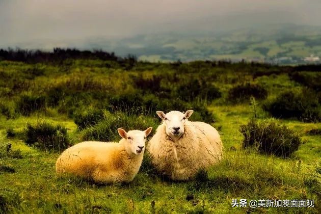 对于这一类中国人，中国驻新西兰大使馆发布了重要通知！