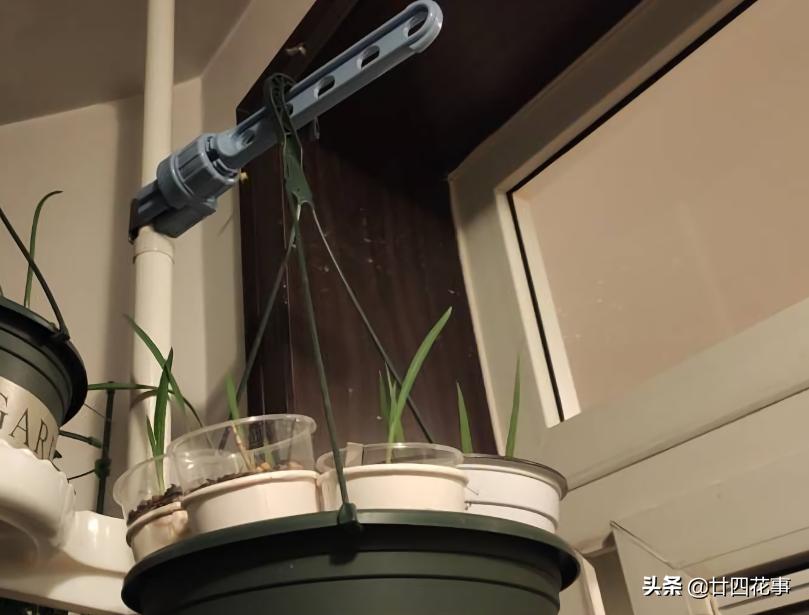 阳台太小怎么养多肉,阳台适合养什么花不生病