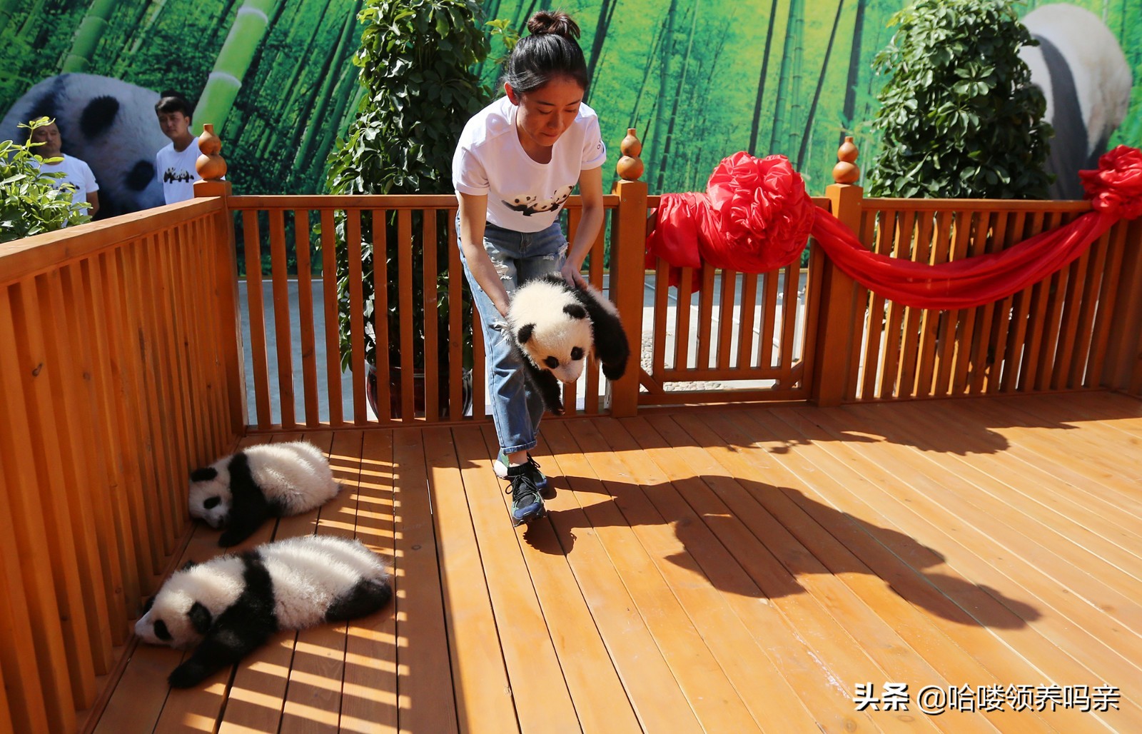 想养一只大熊猫有多不容易,怎么样能养大熊猫