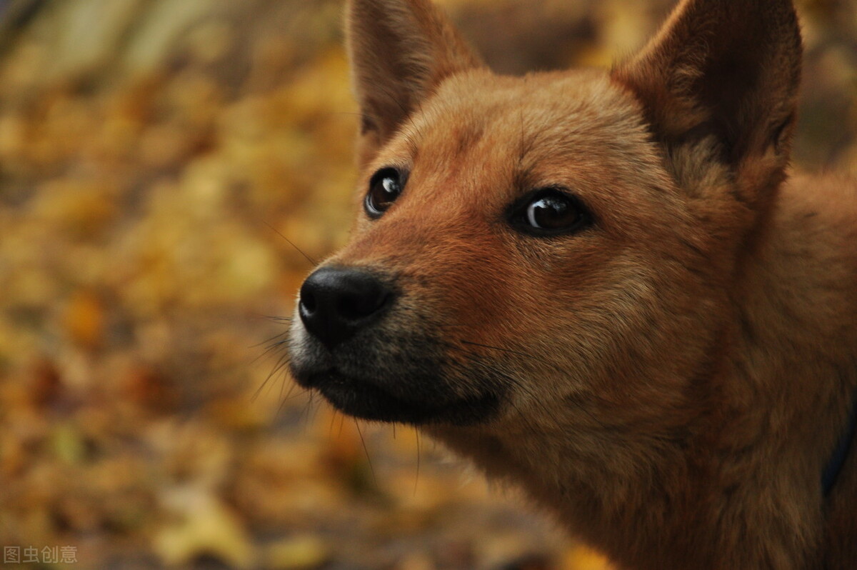 狗狗忠诚度排行榜数一数二的犬种,对主人绝对忠诚的十大狗狗排名