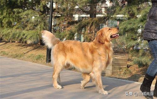 金毛长高的最佳方法,金毛如何提升智商