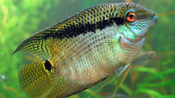 慈鲷品种,慈鲷类型